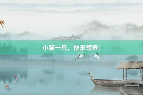 小猫一只，快来领养！